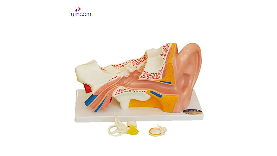 lääketieteelliset kolmiulotteiset mallit